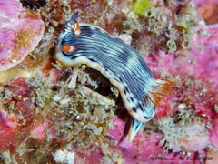 Chromodoris