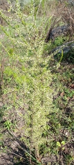 Asparagus