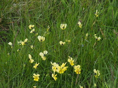 Viola lutea