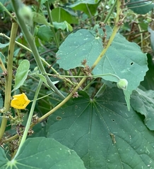 Abutilon indicum