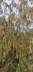 Passerina falcifolia