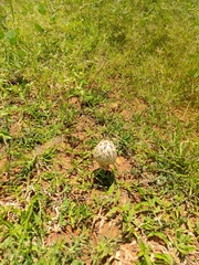 Agaricus bisporus