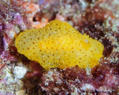 Carminodoris