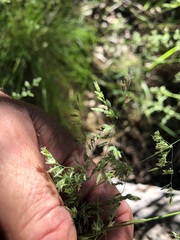Poa labillardierei labillardierei