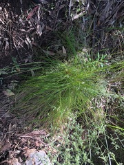 Poa labillardierei labillardierei
