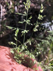 Poa labillardierei labillardierei