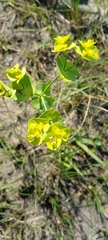 Euphorbia striata
