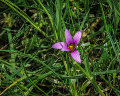 Romulea rosea australis