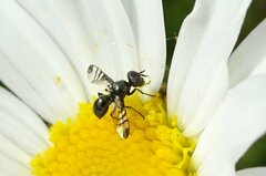 Rivellia syngenesiae