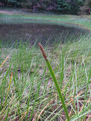 Eleocharis quadrangulata