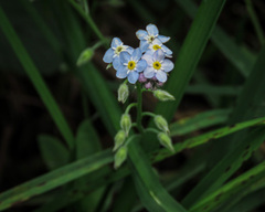 Myosotis sylvatica