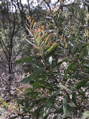 Hakea dactyloides