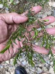 Melaleuca viminalis