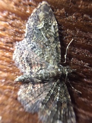 Pasiphilodes testulata