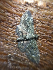 Pasiphilodes testulata