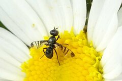 Rivellia syngenesiae