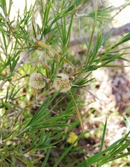 Acanthocarpus preissii