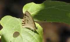 Hypocysta pseudirius