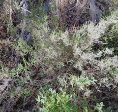 Acanthocarpus preissii