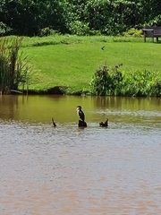 Phalacrocorax carbo lucidus