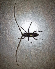 Ambonus distinctus