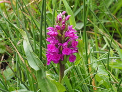 Dactylorhiza purpurella