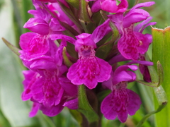 Dactylorhiza purpurella