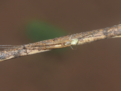Tylorida striata