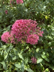 Centranthus