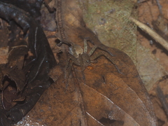 Heteropoda homstu