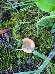 Lactarius xanthogalactus