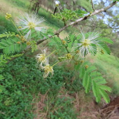 Albizia harveyi
