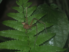 Heteropoda homstu