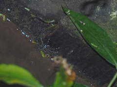 Dolomedes mizhoanus