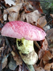 Butyriboletus regius