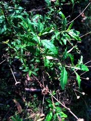 Centratherum riparium