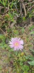 Lampranthus blandus