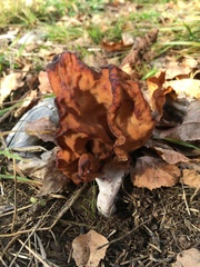 Gyromitra