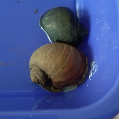 Pomacea canaliculata