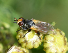 Conopidae