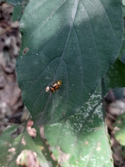 Spilocephalus bipunctatus