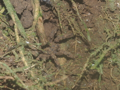 Cryptothele sundaica