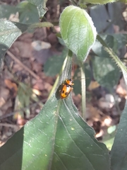 Spilocephalus bipunctatus