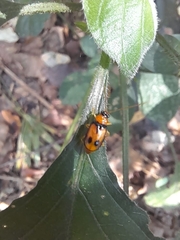 Spilocephalus bipunctatus