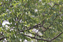 Camaroptera brachyura