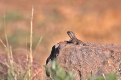 Agama aculeata distanti