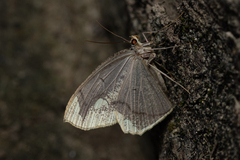 Pareumelea eugeniata