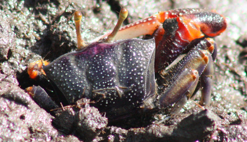 West African Fiddler Crab