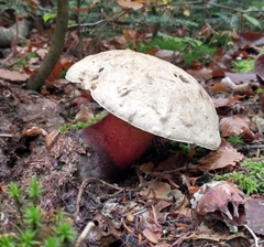 Rubroboletus satanas