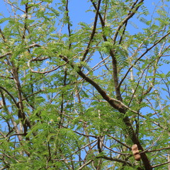 Albizia harveyi